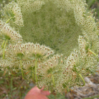 daucus_carota_maximus4md (Daucus carota ssp. maximus)