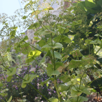 smyrnium_perfoliatum_rotundifolium4md (Smyrnium perfoliatum ssp. rotundifolium)