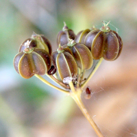 smyrnium_perfoliatum_rotundifolium5md (Smyrnium perfoliatum ssp. rotundifolium)