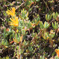 Malephora crocea (Ficoïde safranée)