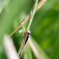 Euscyrtus bivittatus (Grillon)