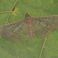 Patania balteata (Botrys safrané, Pyrale)