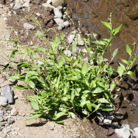 Persicaria decipiens (Renouée à feuilles de saule)