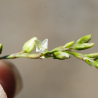 persicaria_decipiens2md