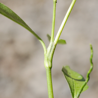 persicaria_decipiens3md