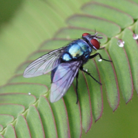 Lucilia nigrocoerulea (Mouche)