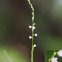 persicaria_decipiens4md