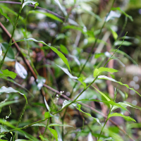 persicaria_decipiens5md