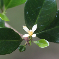 Turraea thouarsiana (Bois de quivi)