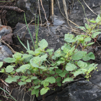 boehravia_diffusa1md (Boerhavia diffusa)