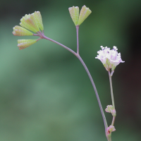 boehravia_diffusa4md (Boerhavia diffusa)