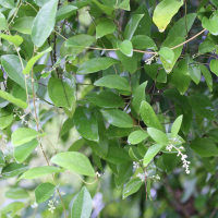 Cocculus orbiculatus (Liane d'amarrage, Liane du diable)