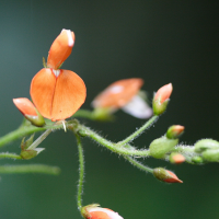 Hylodesmum repandum (Fausse-pistache marronne)
