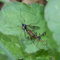 ptychoptera_contaminata1bd