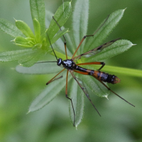 Ptychoptera contaminata (Ptychhoptère souillée)