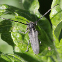 Phytoecia nigricornis (Phytoécie à antennes noires, Saperde à antennes noires)