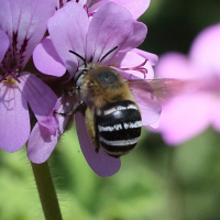 amegilla_quadrifasciata4bd (Amegilla quadrifasciata)