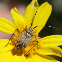 closterotomus_histrio_histrio3bd (Closterotomus histrio ssp. histrio)