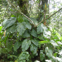 philodendron_giganteum7md