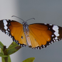 danaus_chrysippus8bd (Danaus chrysippus)