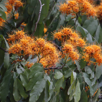 Saraca indica (arbre ashoka)