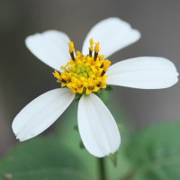 bidens_pilosa6md