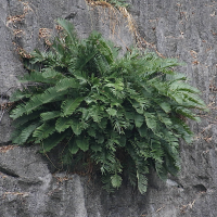 Cycas tropophylla (Cycas)