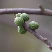 Ficus alongensis (Figuier de la baie d'Along)