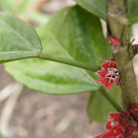 Pavonia strictiflora (Pavonie à fleurs serrées)