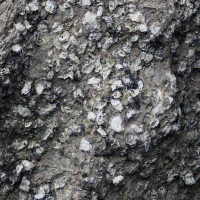 Saccostrea scyphophylla (Huître (Small Rock Oyster))