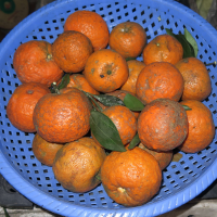 Citrus reticulata (Mandarinier)