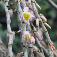 dendrobium_primilinum1md (Dendrobium primulinum)