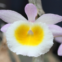 dendrobium_primulinum2md (Dendrobium primulinum)