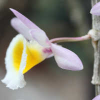 dendrobium_primulinum3md (Dendrobium primulinum)