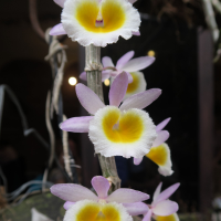 dendrobium_primulinum5md (Dendrobium primulinum)