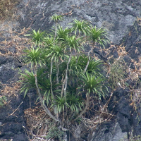 Dracaena cambodiana (Dracaena, Dragonnier)