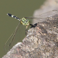 orthetrum_sabina2bd