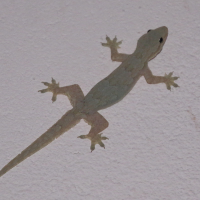 hemidactylus_frenatus5bd