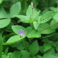 cleome_rutidosperma6md (Cleome rutidosperma)