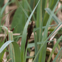 carex_acuta5md (Carex acuta)