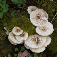 lentinus_tigrinus5md