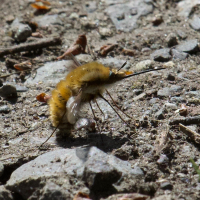 bombylius_malor4bd (Bombylius major)