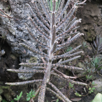 kalanchoe_delagoensis2md