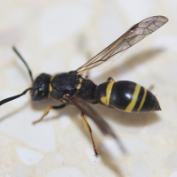 ancistrocerus_sp1md (Ancistrocerus sp.)