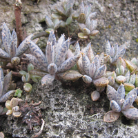 kalanchoe_delagoensis3bd