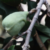 ficus_pumila5bd