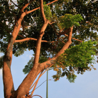 pterocarpus_macrocarpus1md