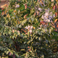 Pterocarpus macrocarpus (Faux bois de rose)