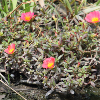 portulaca_grandiflora6bd