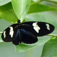 heliconius_sara2eh